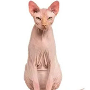 Meet your Posher, Ava